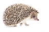 Spikey_992