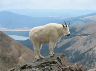 Mountain Goat