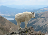 Mountain Goat