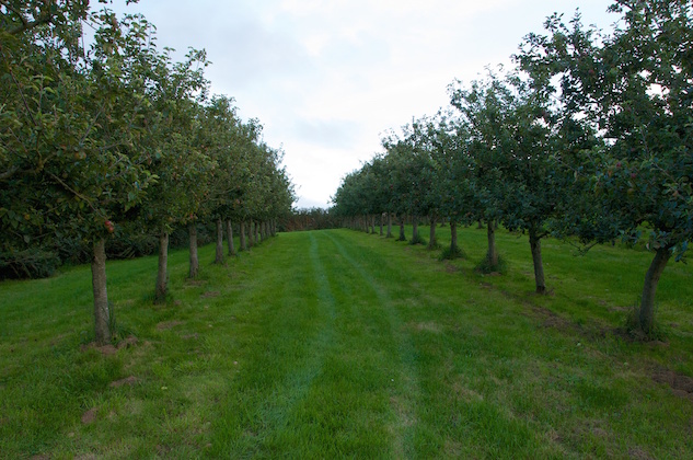 Guernsey Cider Company Tour
