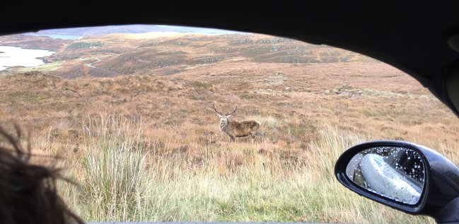Spot the Stag!