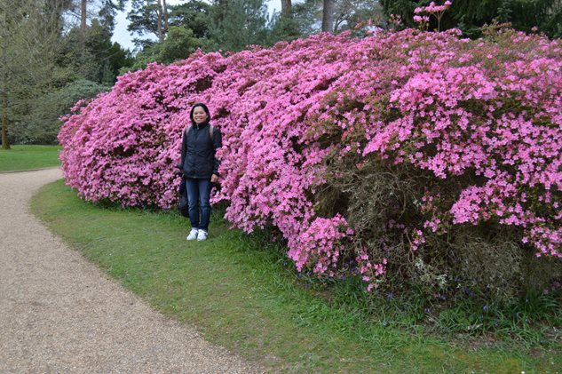 Photo 2 from the R29 2016-04-24 Sheffield Park Garden gallery