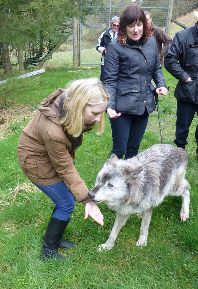 Photo 4 from the Wolves 16 gallery