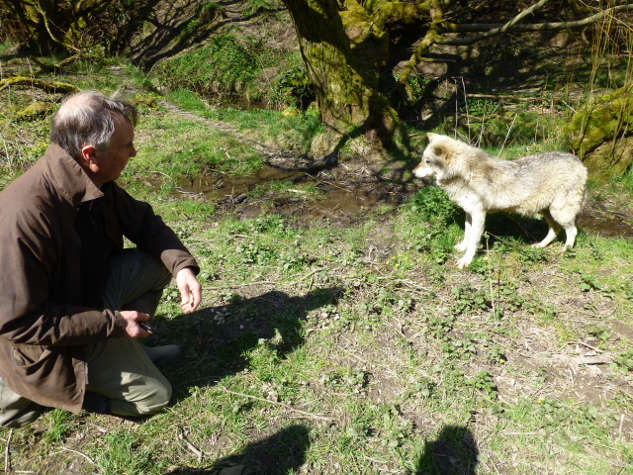 Region 13 Wolf Visit