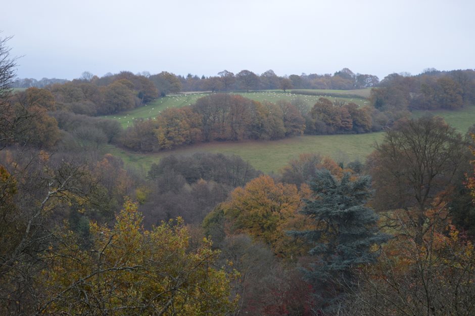 Photo 5 from the R29 2017-11-18 Barnett Hill Tea and Winkworth Arboretum gallery