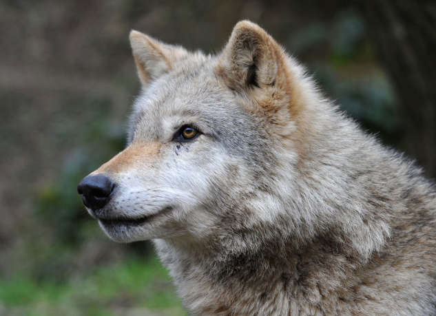 Photo 5 from the Wolves 16 gallery