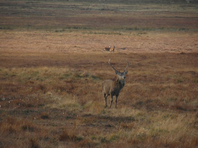 Stag in Strath Naver