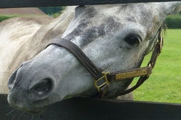 Newmarket Stud