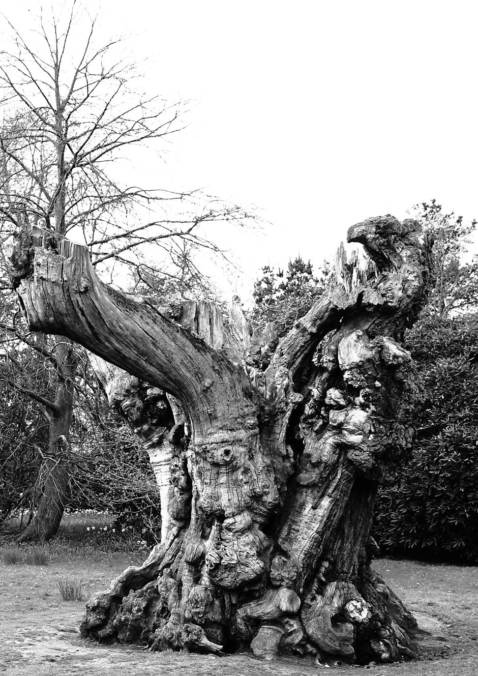Photo 9 from the R29 2016-04-24 Sheffield Park Garden gallery